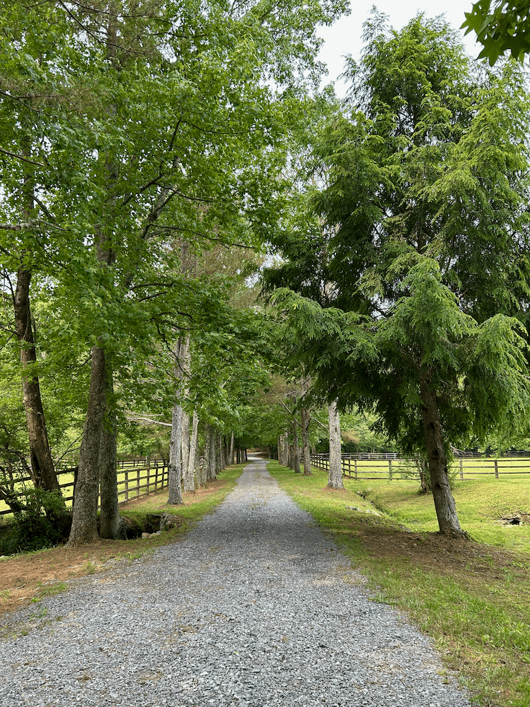 Gravel drive lined with mature evergreens and hardwoods, white split-rail fences on either side leading toward the property
